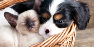 cat and dog cuddling