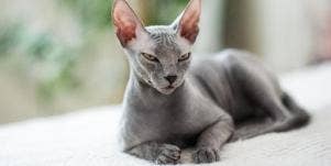 how cats protect you from ghosts and negative spirits