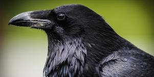 black crow