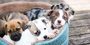 cutest dog breed puppies