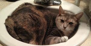 The Death Of My Cat Was A Beautiful, Spiritual Experience