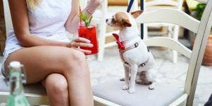 8 Human Foods That Are Safe For Dogs And 8 Foods Dogs Shouldn't Eat