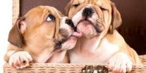Dogs Kissing
