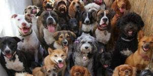 quiz for dog lovers