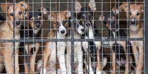 Rescue Dogs