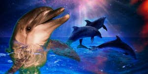 dolphins