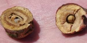 Oak Galls used for vagina tightening