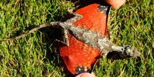 Tiny Dragon Discovered In Indonesia-Draco Volans