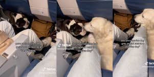 Dog, Emotional Support Animal, Service Dog