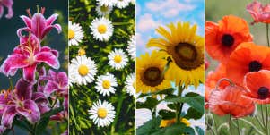 favorite flower quiz