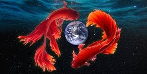 koi fish circling the earth