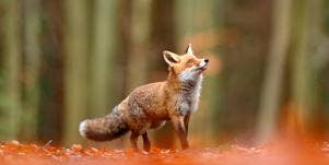 fox in the woods