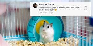 Hamster