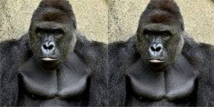 harambe parenting