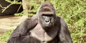 harambe gorilla killed mom