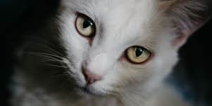 cute, healthy white cat with sweet eyes