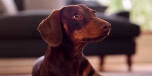 dachshund dog 