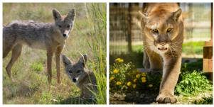 cougar dating