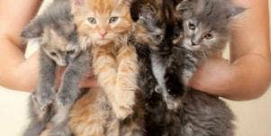 cats