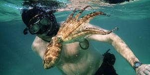 'My Octopus Teacher' & Healing By Returning To The Same Place