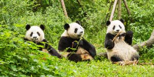 Pandas aren't real, conspiracy theory