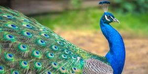 peacock