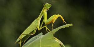 praying mantis on a leaf