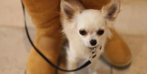 Dealing With Anxiety: How Pets Brighten Thanksgivukkah