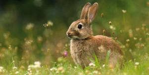 rabbit in grass
