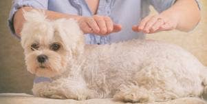 dog getting a reiki session
