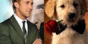 Love: Ryan Gosling Vs. Puppies