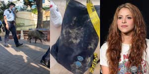 Boar destroys Shakira's handbag