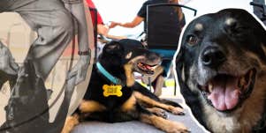 Scout Meadow Brook Medical Care Facilities new furry friend