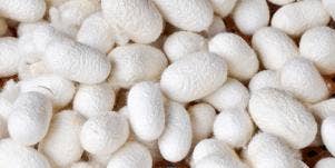 silkworm cocoons