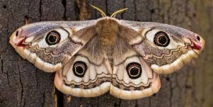 moth