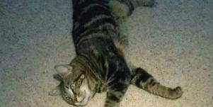 tara the cat.