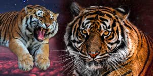 tiger spirit animal