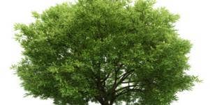 tree