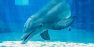 Winter the Dolphin