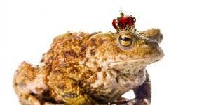 frog wearing crown