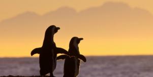 penguins in sunset