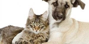 cat and dog