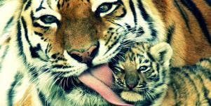  Adorable Animal Parenting Moments