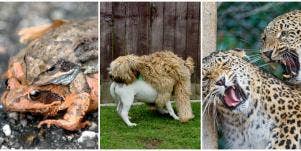 animal sex