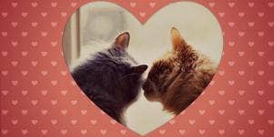cats kissing