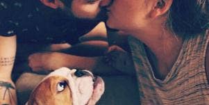 jealous puppy