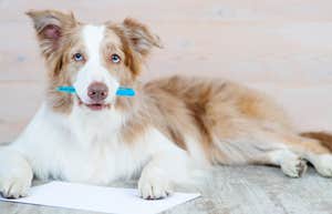 Things Your Pet Would Say If They Could Write You A Letter