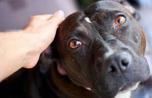 cute dog being pet by its owner