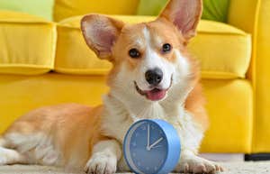 how dogs tell time using nose dog trainer