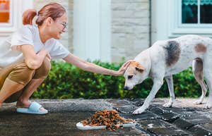 personality traits of people leave food out for stray animals personality traits of people leave food out for stray animals